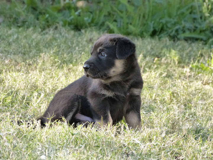 chinook dog